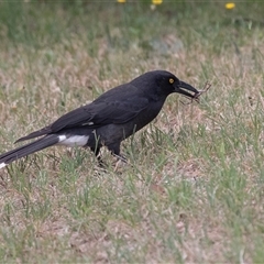 Strepera graculina at Lawson, ACT - 11 Nov 2024