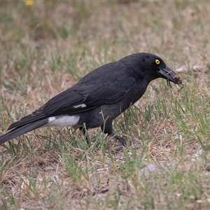 Strepera graculina at Lawson, ACT - 11 Nov 2024