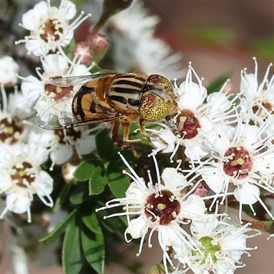 Eristalinus punctulatus (Golden Native Drone Fly) at West Wodonga, VIC - 9 Nov 2024 by KylieWaldon