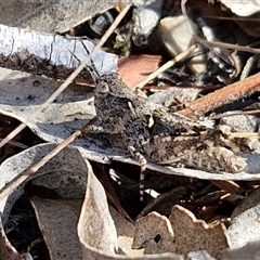 Unidentified Grasshopper (several families) at Yarra, NSW - 14 Nov 2024 by trevorpreston