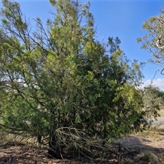 Exocarpos cupressiformis (Cherry Ballart) at Yarra, NSW - 14 Nov 2024 by trevorpreston