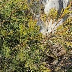 Exocarpos cupressiformis at Yarra, NSW - 14 Nov 2024