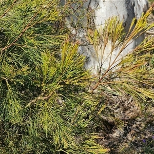 Exocarpos cupressiformis at Yarra, NSW - 14 Nov 2024