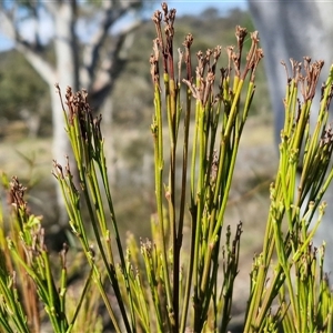 Exocarpos cupressiformis at Yarra, NSW - 14 Nov 2024