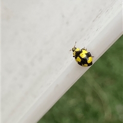 Illeis galbula (Fungus-eating Ladybird) at Theodore, ACT - 14 Nov 2024 by Cardy