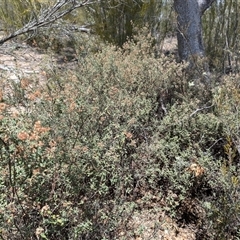 Pomaderris pallida (Pale Pomaderris) at Tharwa, ACT - 14 Nov 2024 by samreid007