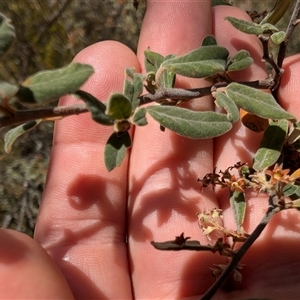 Pomaderris pallida at Tharwa, ACT - 14 Nov 2024