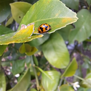 Coccinella transversalis at Watson, ACT - 13 Nov 2024 08:31 AM