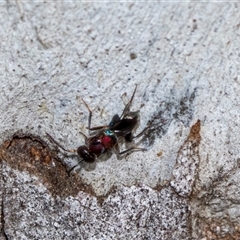 Unidentified Wasp (Hymenoptera, Apocrita) at Holt, ACT - 22 Aug 2024 by AlisonMilton