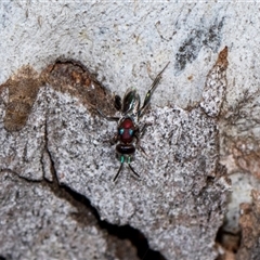 Agamerion cleptideum at Holt, ACT - 22 Aug 2024 12:52 PM