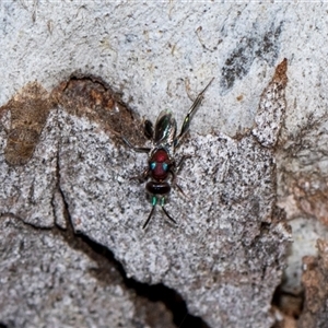 Agamerion cleptideum at Holt, ACT - 22 Aug 2024 12:52 PM