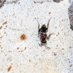 Agamerion cleptideum at Holt, ACT - 22 Aug 2024 12:52 PM