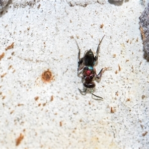 Agamerion cleptideum at Holt, ACT - 22 Aug 2024 12:52 PM