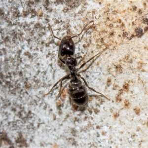 Anonychomyrma sp. (genus) at Holt, ACT - 22 Aug 2024