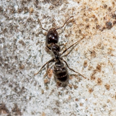 Anonychomyrma sp. (genus) (Black Cocktail Ant) at Holt, ACT - 22 Aug 2024 by AlisonMilton