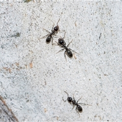 Anonychomyrma sp. (genus) at Holt, ACT - 22 Aug 2024