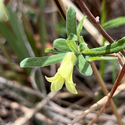 Billardiera scandens (Hairy Apple Berry) at Acton, ACT - 14 Nov 2024 by RWPurdie