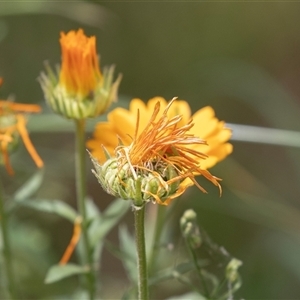 Calendula officinalis at Lawson, ACT - 11 Nov 2024 12:59 PM