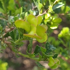 Dodonaea sp. at Ainslie, ACT - 3 Nov 2024 03:02 PM