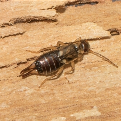 Forficula auricularia at Nicholls, ACT - 31 Oct 2024 by AlisonMilton