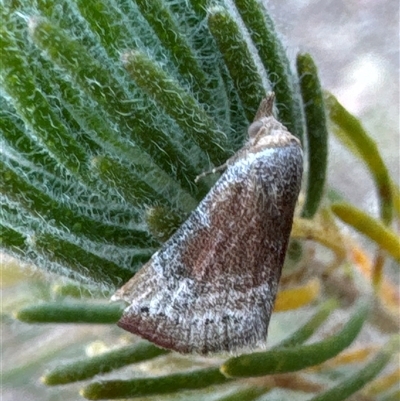 Mataeomera mesotaenia (Large Scale Moth) at Aranda, ACT - 14 Nov 2024 by Jubeyjubes