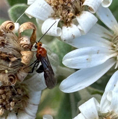 Braconidae (family) (Unidentified braconid wasp) at Aranda, ACT - 14 Nov 2024 by Jubeyjubes