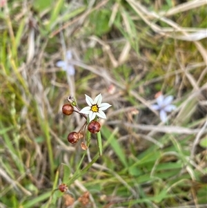 Sisyrinchium micranthum at Michelago, NSW - 14 Nov 2024