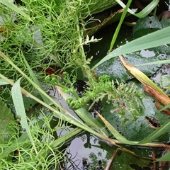 Ceratopteris thalictroides at Bonnie Doon, QLD - 8 May 2023 08:31 AM