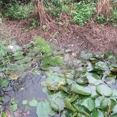 Ceratopteris thalictroides at Bonnie Doon, QLD - 8 May 2023 08:31 AM