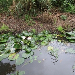 Ceratopteris thalictroides at Bonnie Doon, QLD - 8 May 2023 08:31 AM