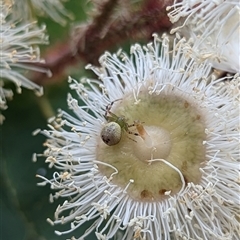 Australomisidia pilula at Mount Kembla, NSW - 14 Nov 2024 by BackyardHabitatProject