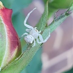 Thomisidae (family) (Unidentified Crab spider or Flower spider) at Wangaratta, VIC - 14 Nov 2024 by smarsh24
