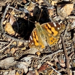 Vanessa kershawi (Australian Painted Lady) at Yarra, NSW - 14 Nov 2024 by trevorpreston