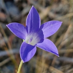 Wahlenbergia stricta subsp. stricta (Tall Bluebell) at Yarra, NSW - 14 Nov 2024 by trevorpreston