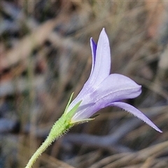 Wahlenbergia stricta subsp. stricta at Yarra, NSW - 14 Nov 2024