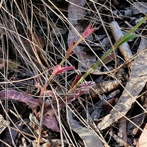 Wahlenbergia stricta subsp. stricta at Yarra, NSW - 14 Nov 2024