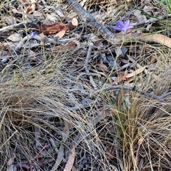 Wahlenbergia stricta subsp. stricta at Yarra, NSW - 14 Nov 2024