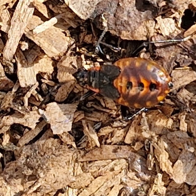 Dindymus versicolor (Harlequin Bug) at Yarra, NSW - 14 Nov 2024 by trevorpreston