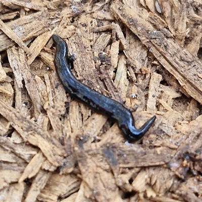 Parakontikia ventrolineata (Stripe-bellied flatworm) at Yarra, NSW - 14 Nov 2024 by trevorpreston