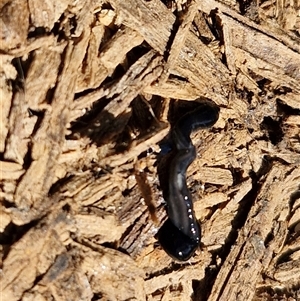 Parakontikia ventrolineata at Yarra, NSW - 14 Nov 2024 04:13 PM