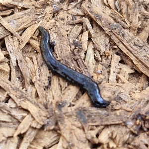 Parakontikia ventrolineata at Yarra, NSW - 14 Nov 2024