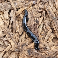 Parakontikia ventrolineata at Yarra, NSW - 14 Nov 2024