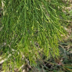 Exocarpos cupressiformis at Yarra, NSW - 14 Nov 2024