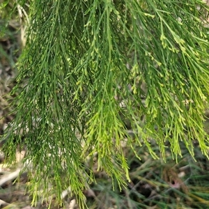 Exocarpos cupressiformis at Yarra, NSW - 14 Nov 2024