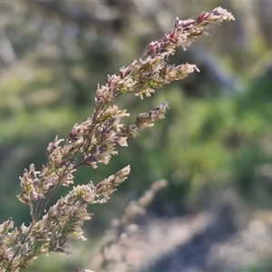 Poa sieberiana at Yarra, NSW - 14 Nov 2024 04:10 PM