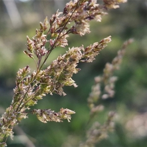 Poa sieberiana at Yarra, NSW - 14 Nov 2024 04:10 PM