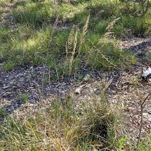 Poa sieberiana at Yarra, NSW - 14 Nov 2024 04:10 PM