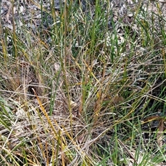 Poa sieberiana at Yarra, NSW - 14 Nov 2024 04:10 PM