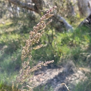 Poa sieberiana at Yarra, NSW - 14 Nov 2024 04:10 PM