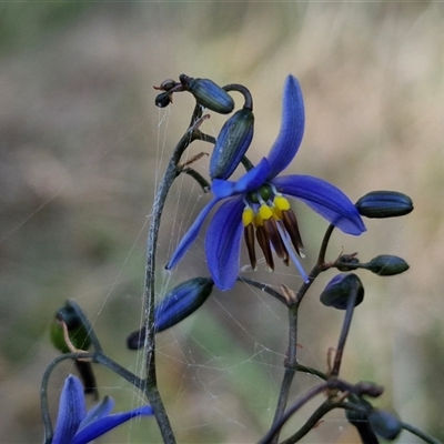 Dianella revoluta var. revoluta (Black-Anther Flax Lily) at Yarra, NSW - 14 Nov 2024 by trevorpreston